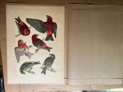 Stampa orientale crossbill - orientale, di