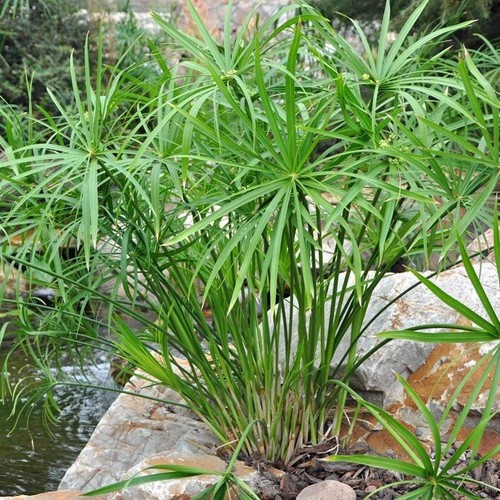 Cyperus alternifolius falso - cyperus,
